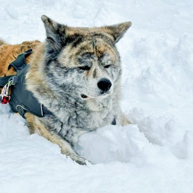 散歩前、飼い主さんが除雪を終えるのを待つ純ちゃん（画像提供：秋田犬 純：Akita Inu Junさん）