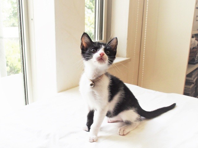 みんなのリレーで、いのち消える寸前を救われたコリン