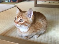 保護5日目、畳の上にちょこんと座るミックくん（画像提供：ミックという猫さん）