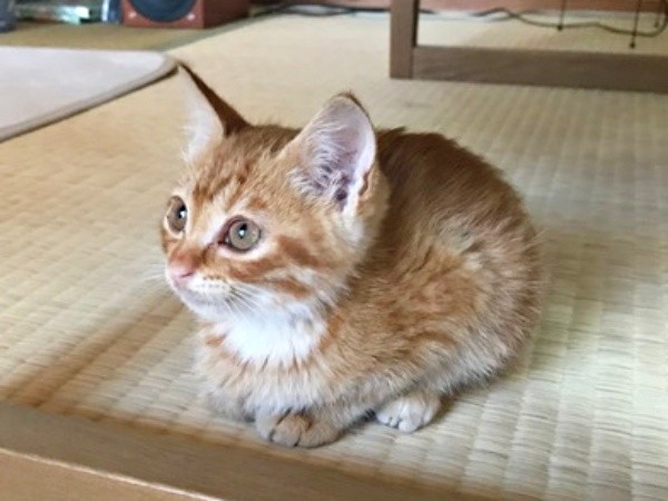 保護5日目、畳の上にちょこんと座るミックくん（画像提供：ミックという猫さん）