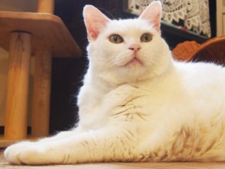 “猫の言葉”でつづる２２の物語　「猫だって」それぞれにドラマ