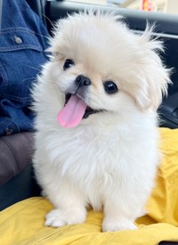 笑顔がキュートなわた坊くん（画像提供：ペキニーズのわた坊さん）
