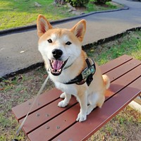 人懐こい笑顔がかわいいコテツくん（画像提供：なにゃーさん）