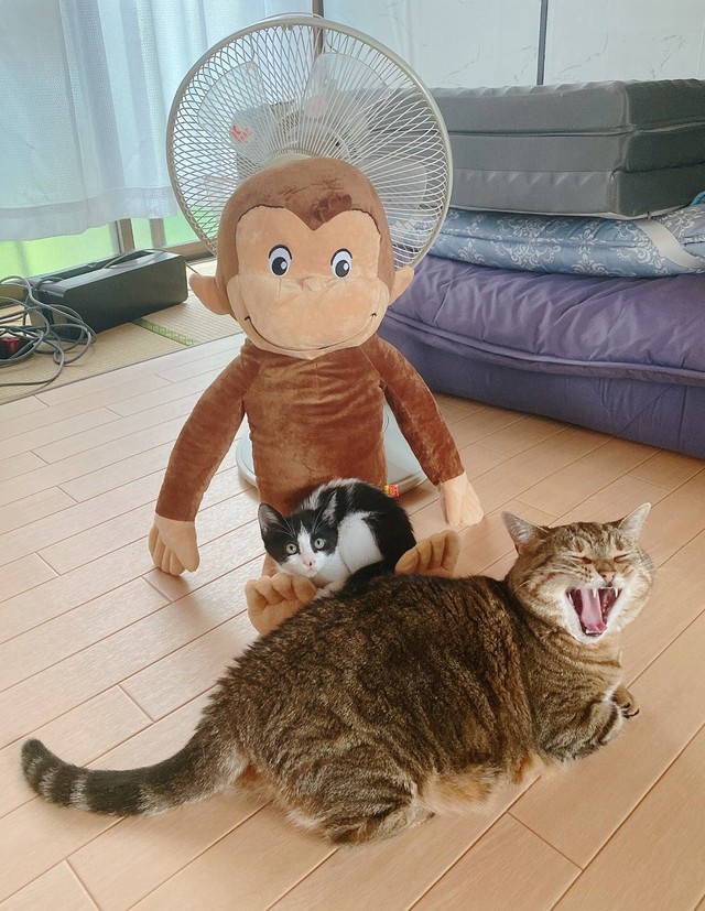 動画の後に、「記念撮影」という文言とともに投稿された画像。みんなで「パチリ」（画像提供／ちぃ　ごまさん）