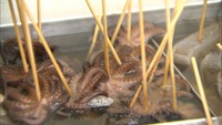解説　5年で1割以下に…瀬戸内海でイイダコが激減