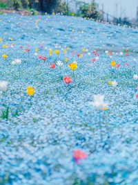 大阪にあるこんぺいとうのようなお花畑（提供：はるはらさん）