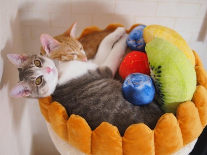 一緒に譲渡されたタルトちゃんとケーキになってみた