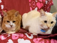 当時19歳のルナちゃん（左）とビッグチャンスくん。ルナちゃんが虹の橋のたもとへ行くまで、仲良しでした