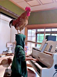 頭の上にちょこん！ ぴあやのさんが弾くピアノの旋律にあわせて鳴くピヨちゃん（画像提供：ぴあやの 島暮らしピアノ弾きさん）