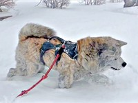 雪が積もった公園を元気に歩き回る純ちゃん（画像提供：秋田犬 純：Akita Inu Junさん）