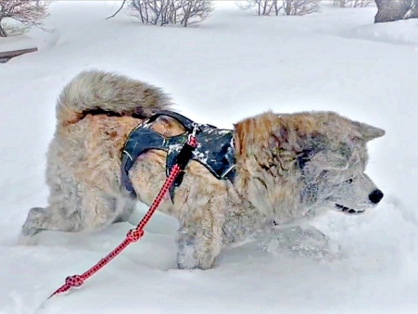 雪が積もった公園を元気に歩き回る純ちゃん（画像提供：秋田犬 純：Akita Inu Junさん）