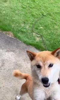 早く行こうよー！／柴犬コロとA君の平凡な日常さん（@a_kun.koro）提供