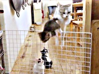 バリケードを飛び越える（左から）ハナコちゃん、つみれちゃん（画像提供：奥多摩ラフティング・カヌー・カヤック・SUP／コンセプトさん）