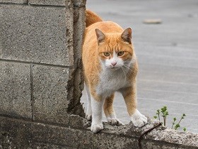 猫とポテトチップス　初代猫「ぽんた」がくれた人生のギフト