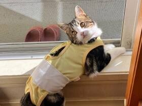 パパとママと一緒に寝るにゃ　夫婦に再び猫と暮らす喜びをくれた雑種猫「はなび」