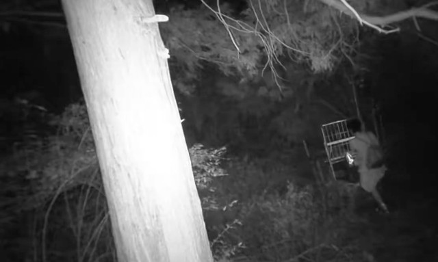 行政と共に地元の猟友会が設置した有害鳥獣駆除用の「箱ワナ」の扉を蹴り落とし、駆除を妨害する不審な人物（動画からキャプチャー／提供：とある県下の猟友会さん）