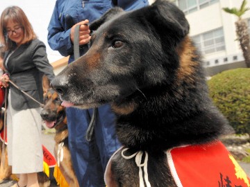 シェパード１３頭、嘱託警察犬に　「深夜でも頼むよ」岐阜県警