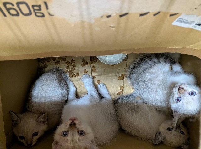 段ボール箱に入れられて捨てられていたという4匹の子猫たち（「伊賀の猫好きおばさんSAI」さん提供）