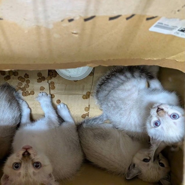 段ボール箱に入れられて捨てられていたという4匹の子猫たち（「伊賀の猫好きおばさんSAI」さん提供）