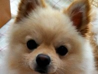 おやつと散歩が大好き！　犬のナッツが家族の真ん中に