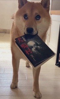 小説版「犬鳴村」を咥えてそれっぽい顔で佇んでいた時のふう太くん（画像提供：柴犬ふう太さん @fufufufufu_ta）