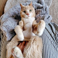 飼い主さんの膝上でくつろぐボアくん（画像提供：sachiさん）