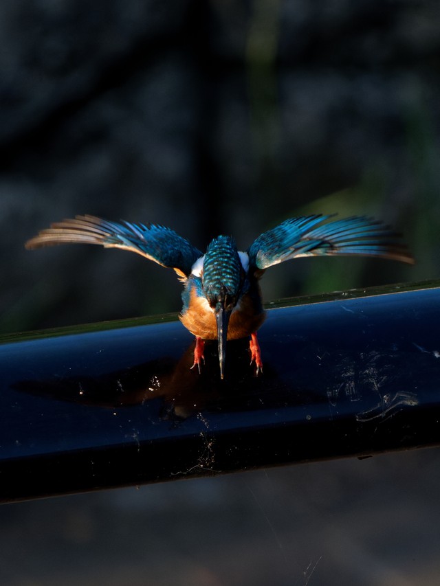 飛んでいるカワセミ／しうぽーにゅさん（@kazantotaki）提供