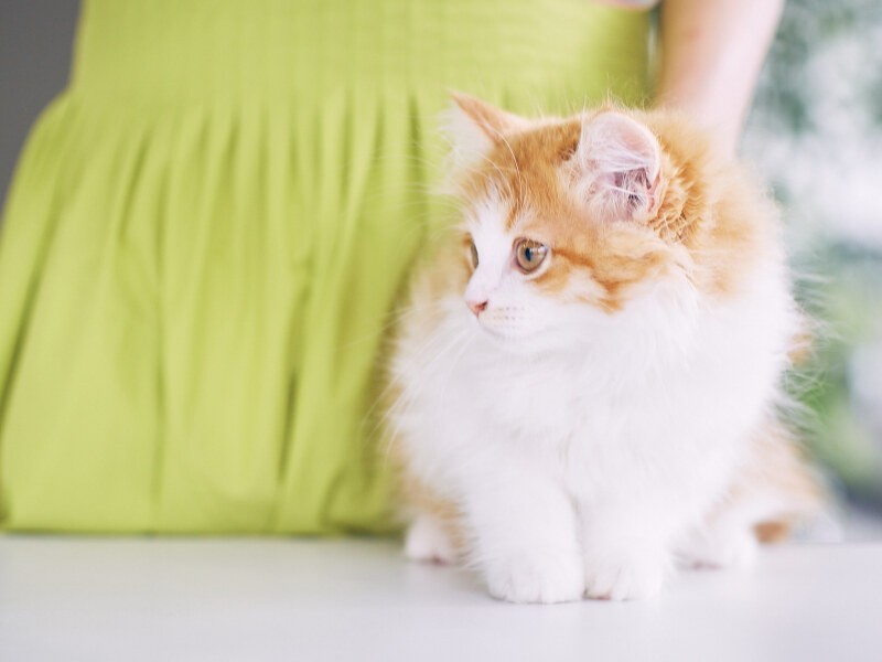 ミッツは大原さんに抱かれて完成披露イベントにも登壇した