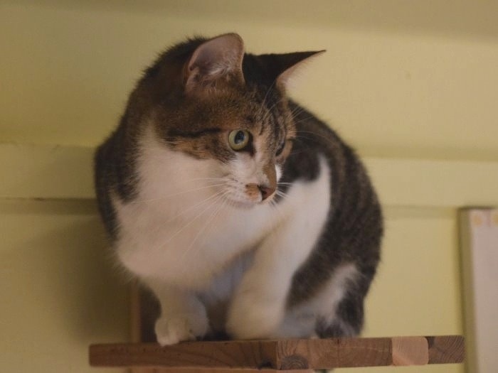 出会いを待つ保護猫＝ツキネコカフェ