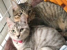 猫が登場するフリーペーパー　５匹の「猫スタッフ」に見守られながら編集