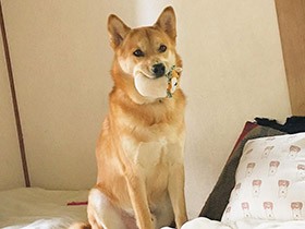 家族が帰ってくるときは、門の前でお出迎え　玄関ドアも自分で開けるよ　雑種犬「福」