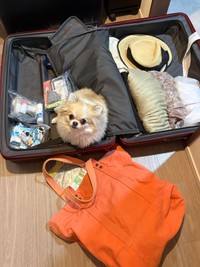 もちろん自分も旅行に連れて行ってもらえると思ってるめるちゃん（提供：ポメチワ める🐾さん）