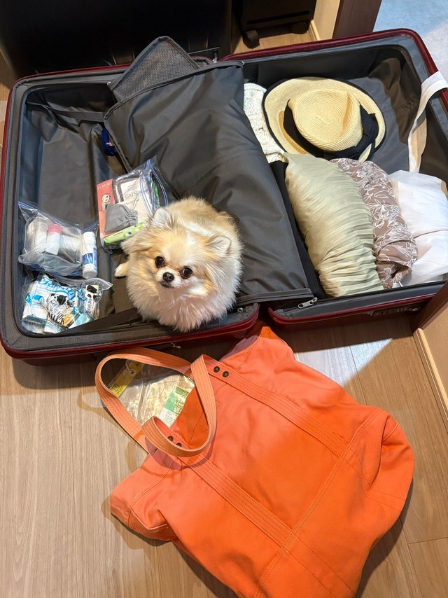 もちろん自分も旅行に連れて行ってもらえると思ってるめるちゃん（提供：ポメチワ める🐾さん）
