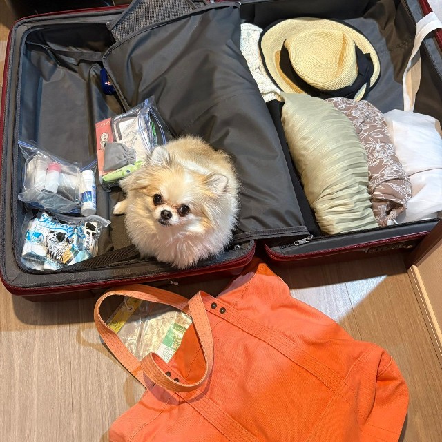 もちろん自分も旅行に連れて行ってもらえると思ってるめるちゃん（提供：ポメチワ める🐾さん）