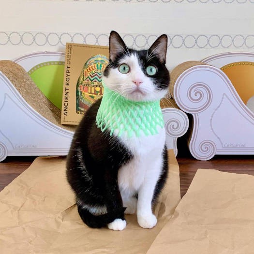 ミックス猫「イチちゃん」。まるで中世ヨーロッパの貴族のような、ゴージャスな首元！