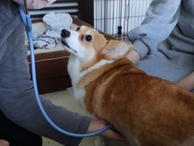 通院が苦手な愛犬のため選んだ往診動物病院　飼い主にとって心強いサポーターに