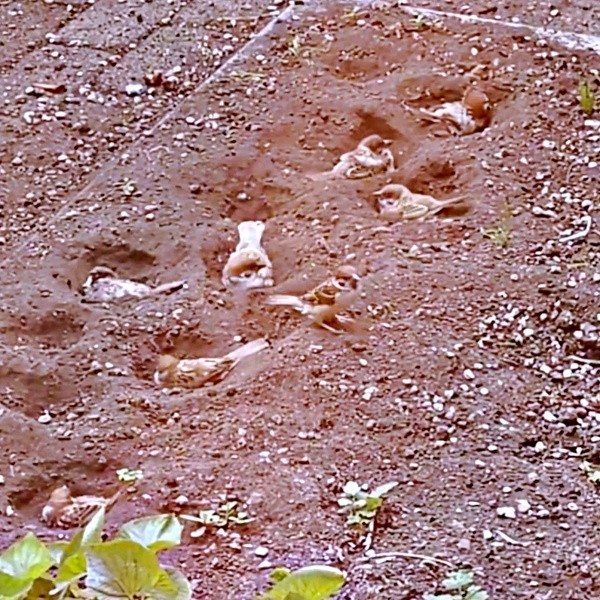 体勢を変えながら花壇で砂浴びするスズメ（画像提供：さっつーさん）
