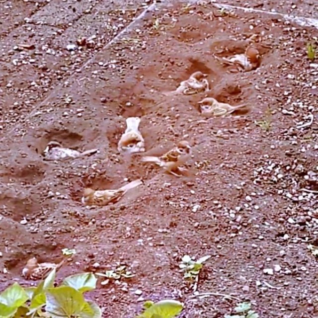 体勢を変えながら花壇で砂浴びするスズメ（画像提供：さっつーさん）