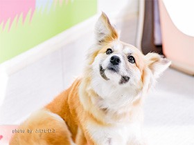 汚物の上で生きてきた犬たち　多頭飼育崩壊から考える動物福祉