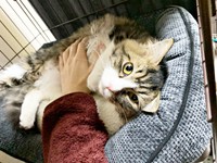 お迎え初日、夜鳴きをしたけだまちゃん。飼い主さんに撫でられて落ち着きました（画像提供：けだまちゃんさん）