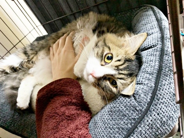 お迎え初日、夜鳴きをしたけだまちゃん。飼い主さんに撫でられて落ち着きました（画像提供：けだまちゃんさん）