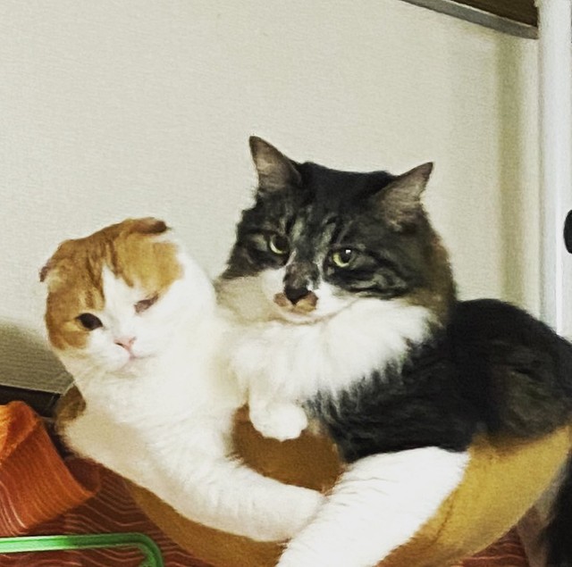 先住猫ミルキーちゃん（左）とぎゅうぎゅう詰め