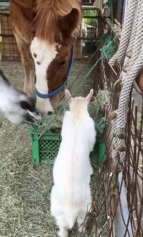 ヤギさん♡ご飯(餌？)集め中♡ ヤギさん♡ご飯(餌？)集め中♡