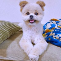 前足をクロスしてにこにこ笑顔のちくわくん（画像提供：ちくわ君 シーポメさん）