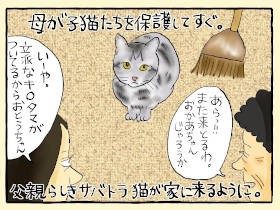 人間女子のハートをわしづかんだイクメン猫　その真意にズッコケ