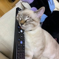 枕がないと眠れない、今日はリモコン枕