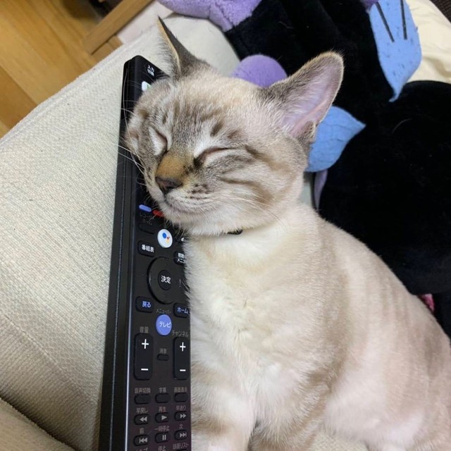 枕がないと眠れない、今日はリモコン枕