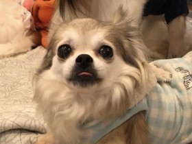 おうちが見つかりますように　「パナソニック保護犬猫譲渡会」に参加予定の犬（10）