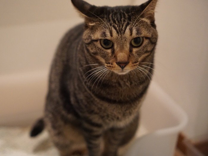 「はあ、極楽極楽」