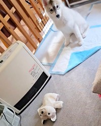 「取って…」飼い主さんに視線で訴える六花ちゃん（画像提供：sakuraさん）